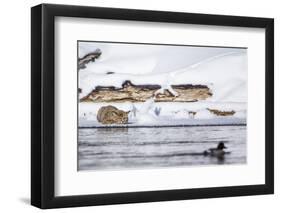 Wyoming, Yellowstone National Park, Bobcat Stalking Duck Along Madison River-Elizabeth Boehm-Framed Photographic Print