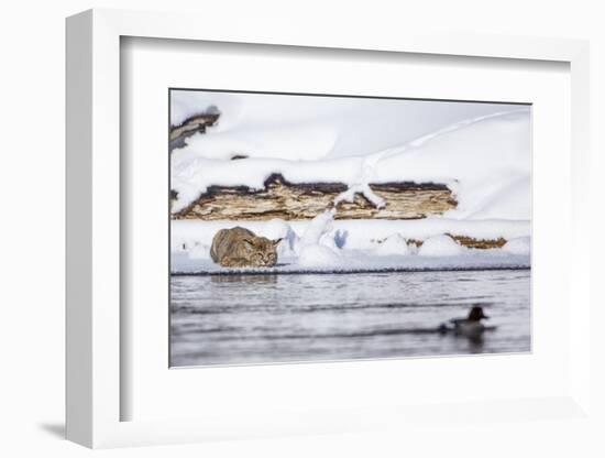 Wyoming, Yellowstone National Park, Bobcat Stalking Duck Along Madison River-Elizabeth Boehm-Framed Photographic Print