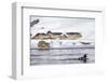 Wyoming, Yellowstone National Park, Bobcat Stalking Duck Along Madison River-Elizabeth Boehm-Framed Photographic Print