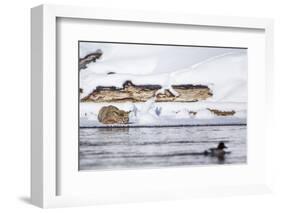 Wyoming, Yellowstone National Park, Bobcat Stalking Duck Along Madison River-Elizabeth Boehm-Framed Photographic Print