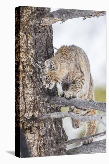 Wyoming, Yellowstone National Park, Bobcat Watching as a Coyote Eats Stolen Duck-Elizabeth Boehm-Stretched Canvas