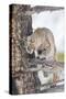 Wyoming, Yellowstone National Park, Bobcat Watching as a Coyote Eats Stolen Duck-Elizabeth Boehm-Stretched Canvas