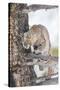 Wyoming, Yellowstone National Park, Bobcat Watching as a Coyote Eats Stolen Duck-Elizabeth Boehm-Stretched Canvas