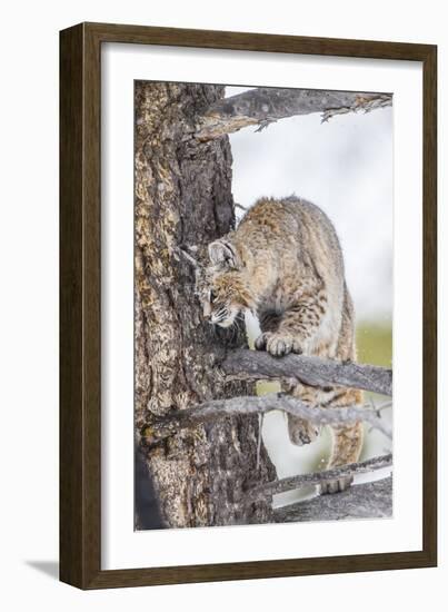 Wyoming, Yellowstone National Park, Bobcat Watching as a Coyote Eats Stolen Duck-Elizabeth Boehm-Framed Photographic Print