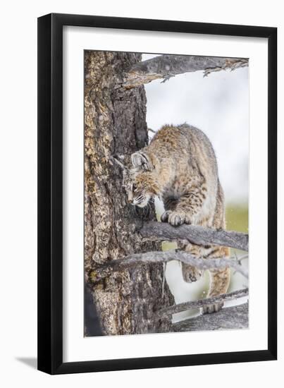 Wyoming, Yellowstone National Park, Bobcat Watching as a Coyote Eats Stolen Duck-Elizabeth Boehm-Framed Photographic Print