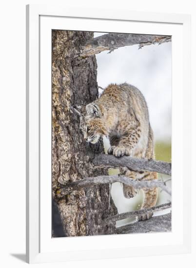 Wyoming, Yellowstone National Park, Bobcat Watching as a Coyote Eats Stolen Duck-Elizabeth Boehm-Framed Photographic Print