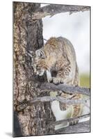 Wyoming, Yellowstone National Park, Bobcat Watching as a Coyote Eats Stolen Duck-Elizabeth Boehm-Mounted Photographic Print