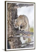Wyoming, Yellowstone National Park, Bobcat Watching as a Coyote Eats Stolen Duck-Elizabeth Boehm-Framed Premium Photographic Print