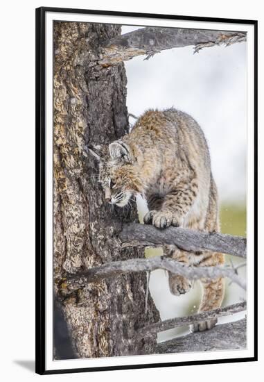 Wyoming, Yellowstone National Park, Bobcat Watching as a Coyote Eats Stolen Duck-Elizabeth Boehm-Framed Premium Photographic Print