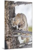 Wyoming, Yellowstone National Park, Bobcat Watching as a Coyote Eats Stolen Duck-Elizabeth Boehm-Mounted Premium Photographic Print