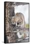 Wyoming, Yellowstone National Park, Bobcat Watching as a Coyote Eats Stolen Duck-Elizabeth Boehm-Framed Stretched Canvas