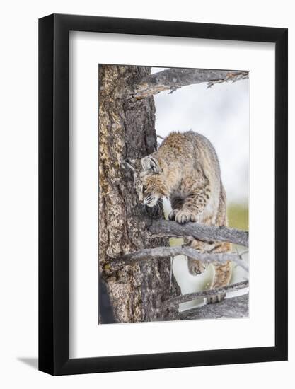 Wyoming, Yellowstone National Park, Bobcat Watching as a Coyote Eats Stolen Duck-Elizabeth Boehm-Framed Photographic Print