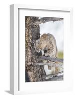 Wyoming, Yellowstone National Park, Bobcat Watching as a Coyote Eats Stolen Duck-Elizabeth Boehm-Framed Photographic Print