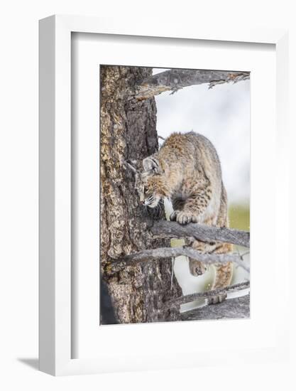 Wyoming, Yellowstone National Park, Bobcat Watching as a Coyote Eats Stolen Duck-Elizabeth Boehm-Framed Photographic Print