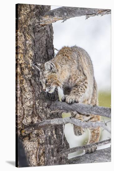 Wyoming, Yellowstone National Park, Bobcat Watching as a Coyote Eats Stolen Duck-Elizabeth Boehm-Stretched Canvas