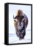 Wyoming, Yellowstone National Park, Bull Bison Walking in Hayden Valley-Elizabeth Boehm-Framed Stretched Canvas