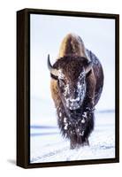 Wyoming, Yellowstone National Park, Bull Bison Walking in Hayden Valley-Elizabeth Boehm-Framed Stretched Canvas