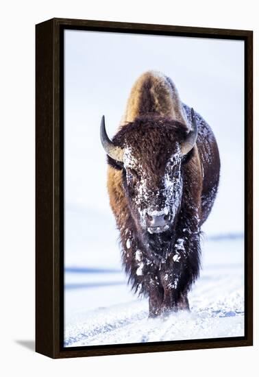 Wyoming, Yellowstone National Park, Bull Bison Walking in Hayden Valley-Elizabeth Boehm-Framed Stretched Canvas