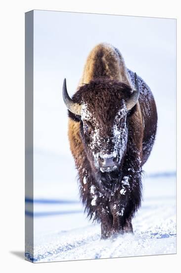 Wyoming, Yellowstone National Park, Bull Bison Walking in Hayden Valley-Elizabeth Boehm-Stretched Canvas