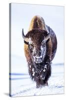 Wyoming, Yellowstone National Park, Bull Bison Walking in Hayden Valley-Elizabeth Boehm-Stretched Canvas