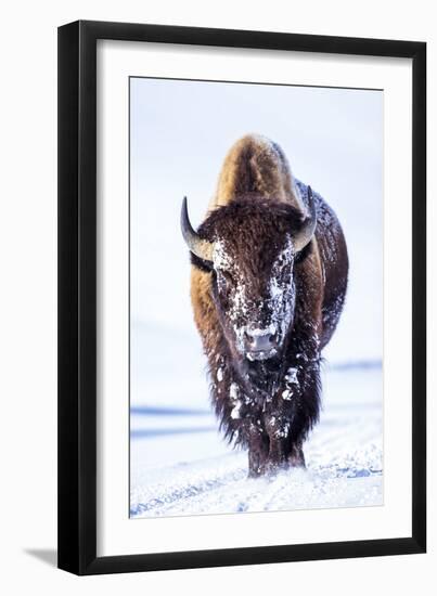 Wyoming, Yellowstone National Park, Bull Bison Walking in Hayden Valley-Elizabeth Boehm-Framed Premium Photographic Print