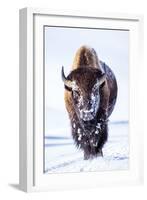 Wyoming, Yellowstone National Park, Bull Bison Walking in Hayden Valley-Elizabeth Boehm-Framed Premium Photographic Print