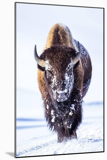 Wyoming, Yellowstone National Park, Bull Bison Walking in Hayden Valley-Elizabeth Boehm-Mounted Premium Photographic Print