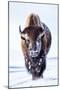 Wyoming, Yellowstone National Park, Bull Bison Walking in Hayden Valley-Elizabeth Boehm-Mounted Premium Photographic Print