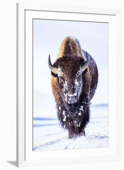 Wyoming, Yellowstone National Park, Bull Bison Walking in Hayden Valley-Elizabeth Boehm-Framed Premium Photographic Print