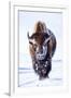 Wyoming, Yellowstone National Park, Bull Bison Walking in Hayden Valley-Elizabeth Boehm-Framed Premium Photographic Print