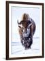 Wyoming, Yellowstone National Park, Bull Bison Walking in Hayden Valley-Elizabeth Boehm-Framed Premium Photographic Print