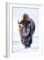 Wyoming, Yellowstone National Park, Bull Bison Walking in Hayden Valley-Elizabeth Boehm-Framed Photographic Print