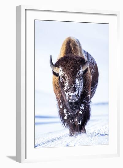 Wyoming, Yellowstone National Park, Bull Bison Walking in Hayden Valley-Elizabeth Boehm-Framed Photographic Print