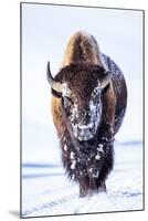 Wyoming, Yellowstone National Park, Bull Bison Walking in Hayden Valley-Elizabeth Boehm-Mounted Photographic Print