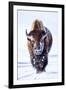 Wyoming, Yellowstone National Park, Bull Bison Walking in Hayden Valley-Elizabeth Boehm-Framed Photographic Print