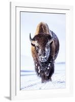 Wyoming, Yellowstone National Park, Bull Bison Walking in Hayden Valley-Elizabeth Boehm-Framed Photographic Print