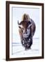 Wyoming, Yellowstone National Park, Bull Bison Walking in Hayden Valley-Elizabeth Boehm-Framed Photographic Print