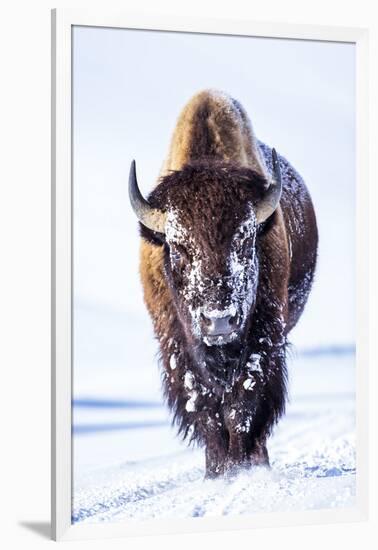 Wyoming, Yellowstone National Park, Bull Bison Walking in Hayden Valley-Elizabeth Boehm-Framed Photographic Print