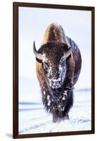 Wyoming, Yellowstone National Park, Bull Bison Walking in Hayden Valley-Elizabeth Boehm-Framed Photographic Print