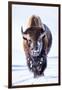 Wyoming, Yellowstone National Park, Bull Bison Walking in Hayden Valley-Elizabeth Boehm-Framed Photographic Print