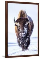 Wyoming, Yellowstone National Park, Bull Bison Walking in Hayden Valley-Elizabeth Boehm-Framed Photographic Print