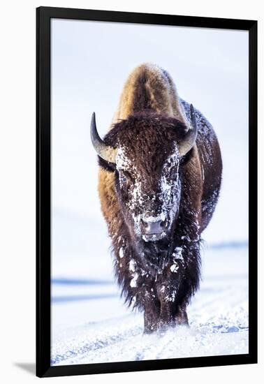 Wyoming, Yellowstone National Park, Bull Bison Walking in Hayden Valley-Elizabeth Boehm-Framed Photographic Print