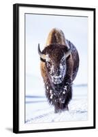 Wyoming, Yellowstone National Park, Bull Bison Walking in Hayden Valley-Elizabeth Boehm-Framed Premium Photographic Print