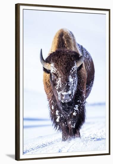 Wyoming, Yellowstone National Park, Bull Bison Walking in Hayden Valley-Elizabeth Boehm-Framed Premium Photographic Print