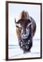 Wyoming, Yellowstone National Park, Bull Bison Walking in Hayden Valley-Elizabeth Boehm-Framed Premium Photographic Print