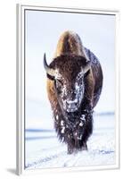 Wyoming, Yellowstone National Park, Bull Bison Walking in Hayden Valley-Elizabeth Boehm-Framed Premium Photographic Print