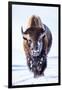 Wyoming, Yellowstone National Park, Bull Bison Walking in Hayden Valley-Elizabeth Boehm-Framed Premium Photographic Print