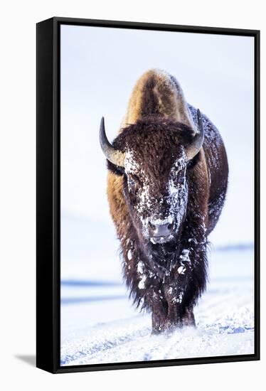 Wyoming, Yellowstone National Park, Bull Bison Walking in Hayden Valley-Elizabeth Boehm-Framed Stretched Canvas