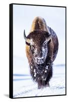 Wyoming, Yellowstone National Park, Bull Bison Walking in Hayden Valley-Elizabeth Boehm-Framed Stretched Canvas