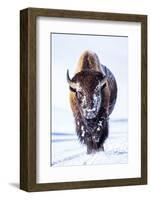 Wyoming, Yellowstone National Park, Bull Bison Walking in Hayden Valley-Elizabeth Boehm-Framed Photographic Print